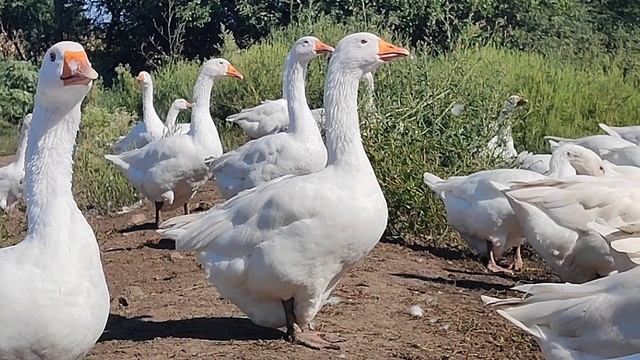 Гуси мамуты ! Кто такие ? смотреть онлайн