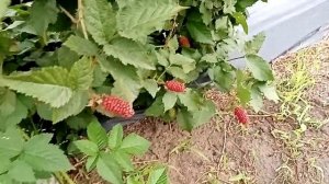 Ежевика КАРАКА БЛЕК плодоношение 20-07-22 один из лучших сортов ежевики  Ферма "Омская Ягода".