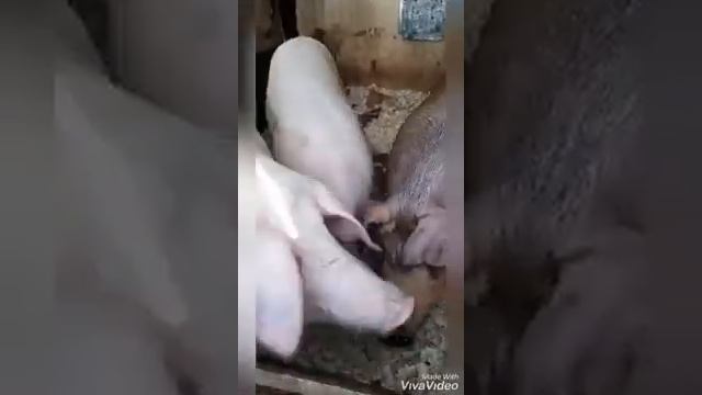 Купил племенных свиней!