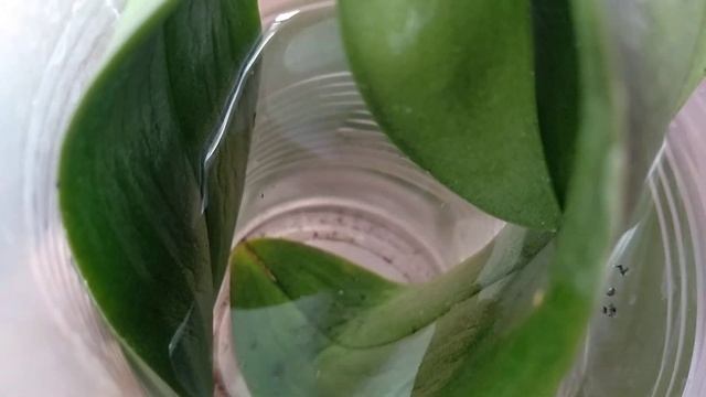 РЕАНИМАЦИЯ орхидеи ФУРАЦИЛИНОМ! орхидея без корней листьями в воде! смотреть онлайн