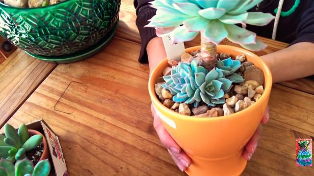 TODO Esto compré 🛍🛒para el JARDÍN te sorprenderá los PRECiOS muy Económicos смотреть онлайн