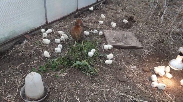 ???КУРОЧКА С БОЛЬШИМ КОЛИЧЕСТВОМ ЦЫПЛЯТ В ТЕПЛИЦЕ ТРЕТИЙ ДЕНЬ ??? смотреть онлайн