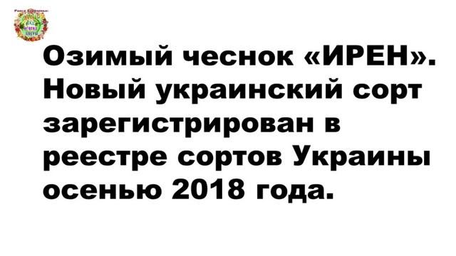 Новые урожайные сорта чеснока в 2021-2022 годах на наших грядках показали хороший результат смотреть онлайн