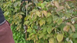 Малина МАРАВИЛЛА.Как отличить подделку. Выращивание.