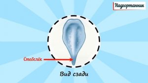 Гортань. Функция,анатомия,физиология...