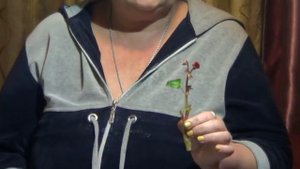 Бегония Вечноцветущая. КАК ВЫРАСТИТЬ БЕГОНИЮ ИЗ ЧЕРЕНКА