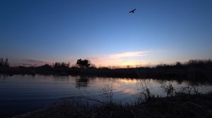 Весенняя охота на селезня с подсадной уткой. Апрель 2021г.