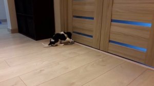 Кавалер кинг чарльз спаниель Мася. Первые дни дома.