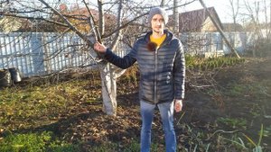 Подготовка плодового сада к зиме