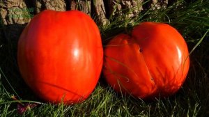 Обзор КОЛЛЕКЦИОННЫХ ТОМАТОВ. IV ЧАСТЬ.