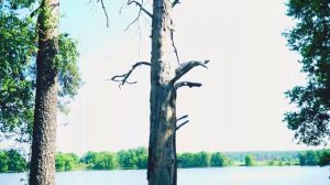 Шалово-Перечицкий заказник