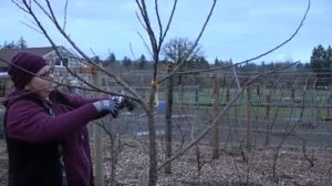 Обрезка Молодого Дерева Абрикосы