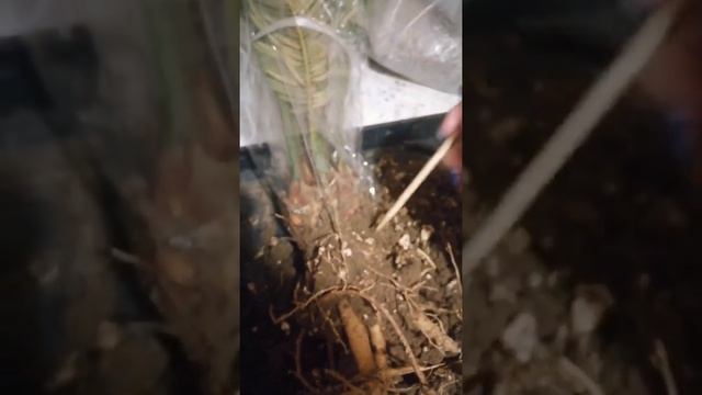 Пересадка цикаса. смотреть онлайн