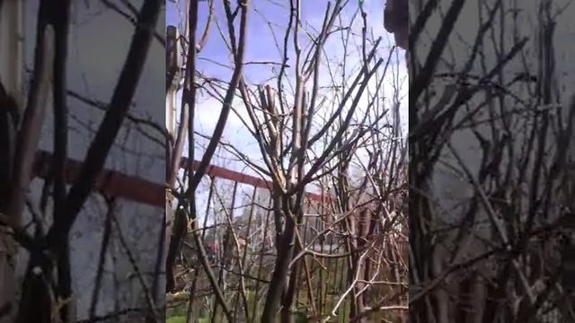 Весенняя обрезка липы живой изгороди смотреть онлайн