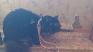 майкун ест мышь