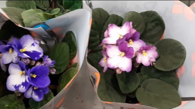 Цветочный обзор ,Мегастрой 05.12.21г. г.Стерлитамак смотреть онлайн