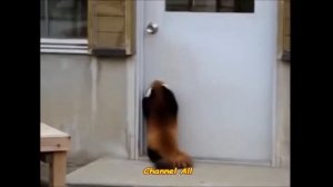 Красная панда -Веселая Видео подборка !Red Panda Funny