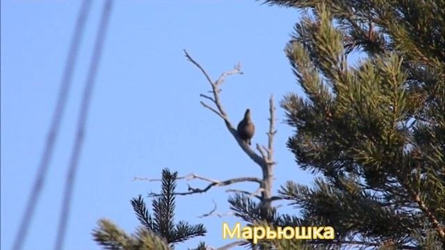 Пинежские зарисовки..mp4