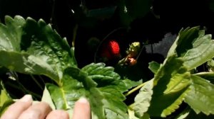 Земляника "Азия" -  вкуснейшая земляника теперь и в Омске!