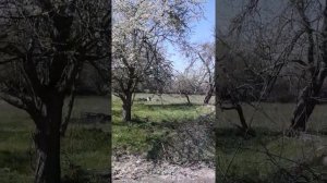 Ст.Ахметовская