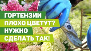 ВЕСЕННЯЯ ОБРЕЗКА МЕТЕЛЬЧАТОЙ ГОРТЕНЗИИ. Вы поразитесь результату!