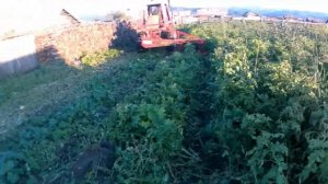 Т 25 с сенокосилкой Wirax 1,65.  Скашиваем картофельную ботву