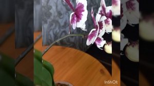 Фаленопсис биглип Fushein Black Peascock sogo