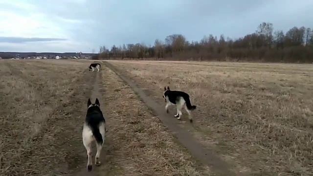 Восточноевропейская овчарка. Отбор. И что за зверь такой - "рабочая собака".