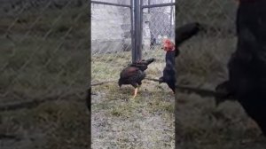 куры Корниш куры Индийский бойцовый