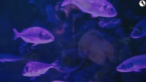 Изучаем фиолетовый цвет. ???Читаем сами обучающие карточки.