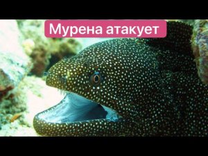 Мурена и рыба Фугу и другие обитатели Красного моря @Matveivputi