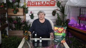 СПАСЕНИЕ ОТ ВРЕДИТЕЛЕЙ САДА ✔️ Берёзовый Дёготь ✔️ Советы от Хитсад ТВ