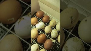 Инкубатор несушка, вручную переворачивали так как сломался ауп через неделю