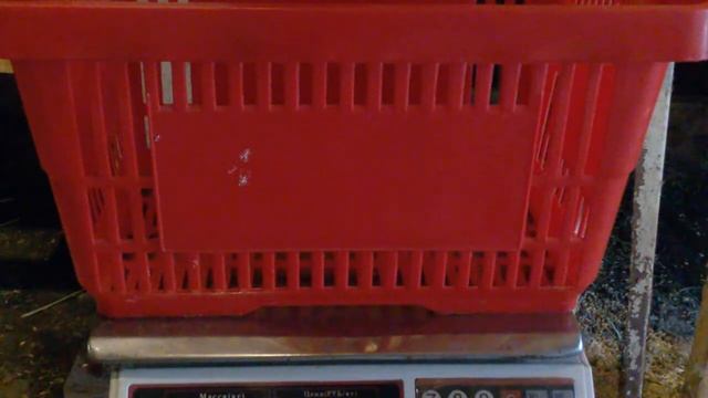 Помесная крольчиха в 5 месяцев.Вот это помесь! смотреть онлайн