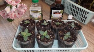 ПОЧЕМУ НЕ РАСТЁТ ЭУСТОМА?!?