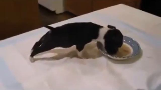 Смешная собачёнка смотреть онлайн