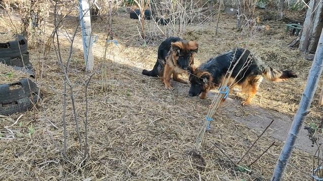 Хэппи, Халк и мячик. Малышам 6 месяцев. Халк продается.