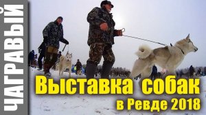 Выставка охотничьих собак в Ревде 2018