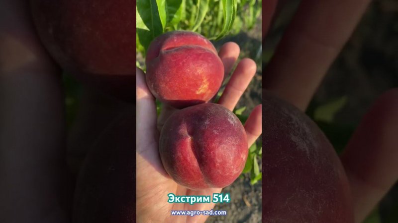 Летний медовый персик  на Кубани - Экстрим 514