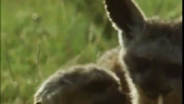 ГАЗЕЛЬ томсон 21т смотреть онлайн