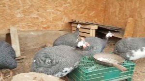 фазаны выростили цесарок. Солнечная жизнь в деревне