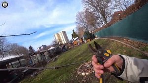 Как правильно и когда обрезать черешню