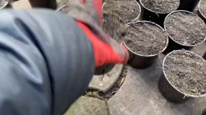 Грунт,земля для гортензии..готовлю почву для посадки черенков..