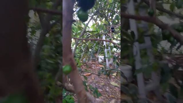 Fruiting Jaboticaba grown in container смотреть онлайн