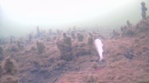 Замор рыбы. Синеглазово. Водокачка. 26 марта 2024