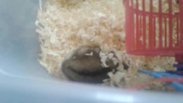 Наблюдаем за хомяком. Зарывается,страно бегает в колесе! смотреть онлайн