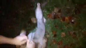 Разделка косули в лесу. От и до. Часть первая