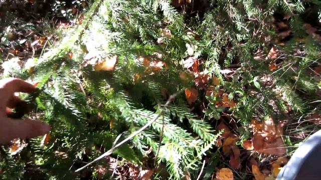 БЕЛАРУСЬ.ГРИБЫ.СЕНТЯБРЬ 2020 смотреть онлайн