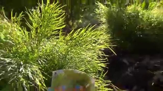 The Garden Gurus - Acacia 'Dazzler' смотреть онлайн