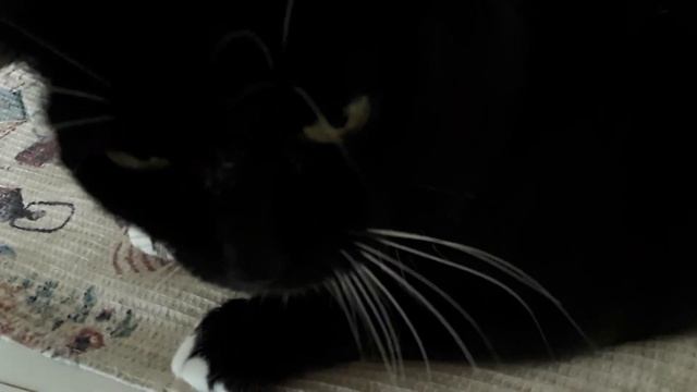 Обзор Что КУПИЛИ на 17 000/Чем ОЧИЩАЮ кастрюли/МУСЮ КОЛБАСИТ и ТРЯСЁТ /Пробуем ЗАГОТОВКИ#караганда смотреть онлайн